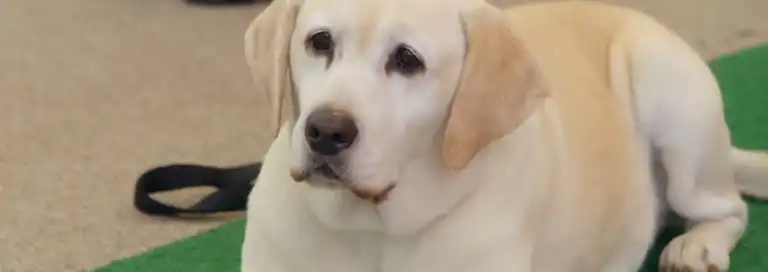 The Dog Who Saved Summer