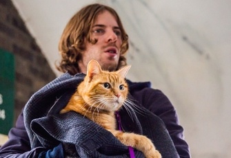 Um Gato de Rua Chamado Bob