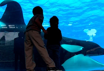Blackfish