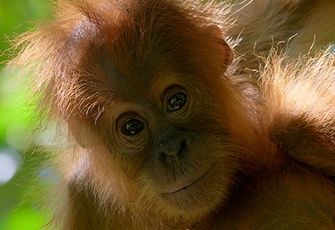David Attenborough: Una vida en nuestro planeta