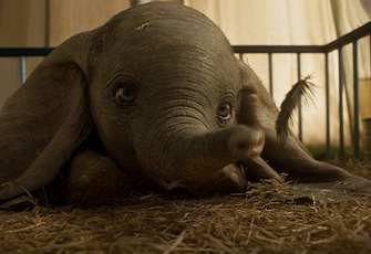 Dumbo