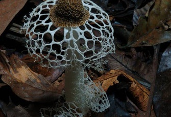 Fantastic Fungi