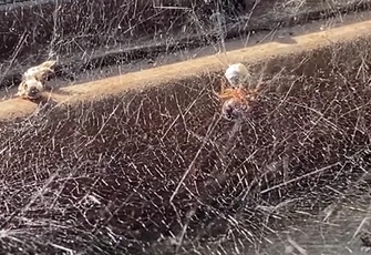 The Spider and the Bee