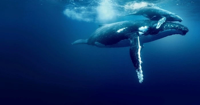 Océanos con Davis Attenborough