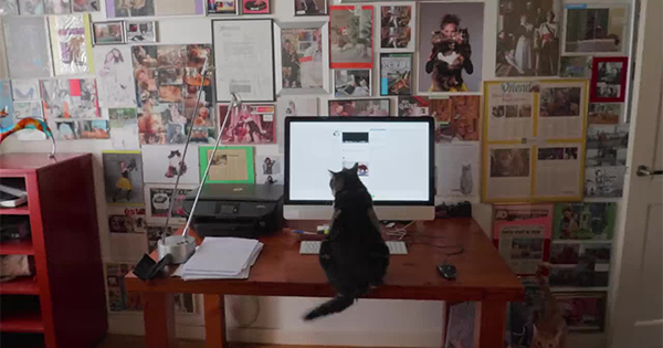 Kitty Love: An Homage to Cats