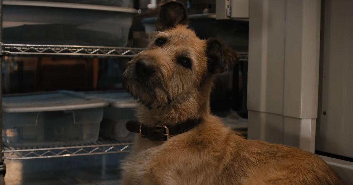 'Finch': Filme com Tom Hanks se tornou o mais assistido na Apple TV+