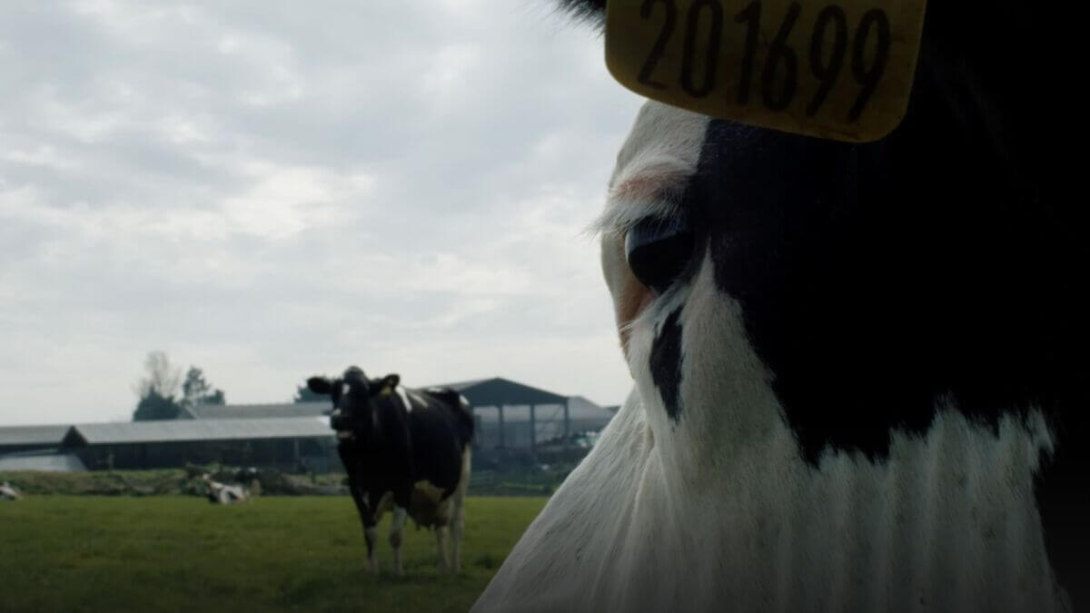 Cow é o primeiro documentário da cineasta Andrea Arnold. (Crédito: reprodução / MUBI)