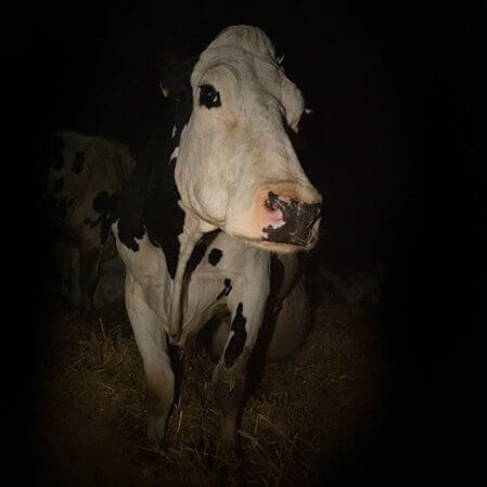 ‘Cow’, de Andrea Arnold, tem data de estreia divulgada pela MUBI