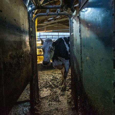 ‘Cow’, da MUBI, mostra o doloroso caminho do leite de vaca