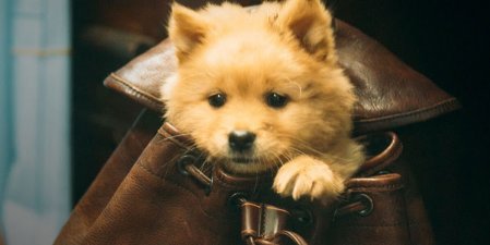 ‘Hachiko’: trailer, estreia e tudo sobre o novo filme canino