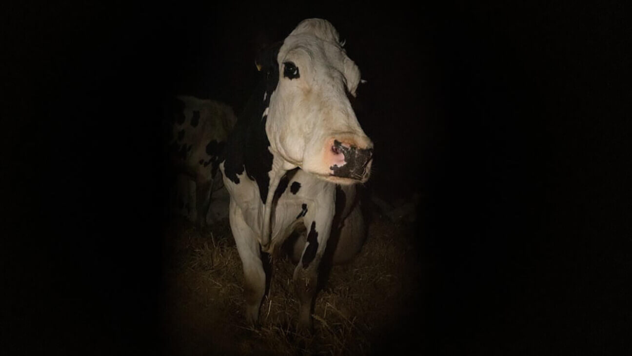 Vaca (Cow), de MUBI