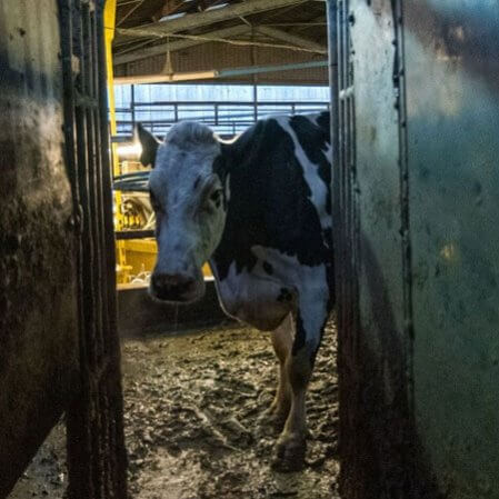 ‘Vaca’, de MUBI, muestra el doloroso camino de la leche de vaca