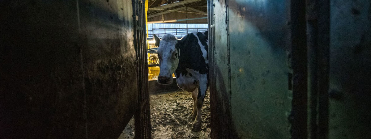 ‘Vaca’, de MUBI, muestra el doloroso camino de la leche de vaca