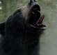 'Oso intoxicado': la historia real de "Pablo Escobear", el oso que inspira la película
