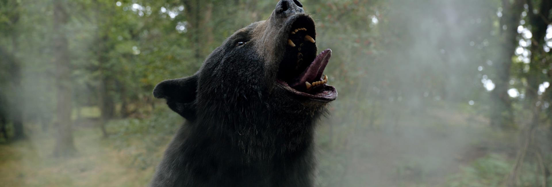 'Oso intoxicado': la historia real de "Pablo Escobear", el oso que inspira la película