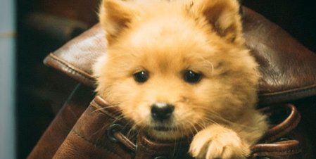 ‘Hachiko: una historia verdadera’: tráiler, estreno y todo sobre la nueva película canina