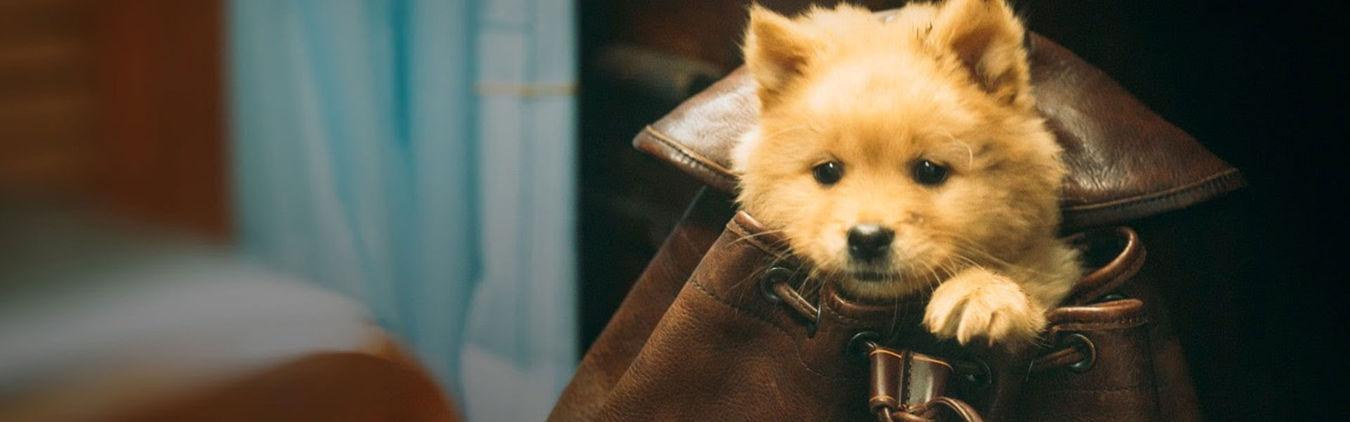 ‘Hachiko: una historia verdadera’: tráiler, estreno y todo sobre la nueva película canina