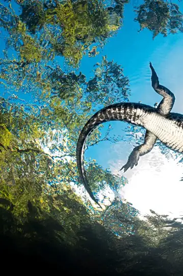 Objectif Wild: Face à face avec les crocodiles