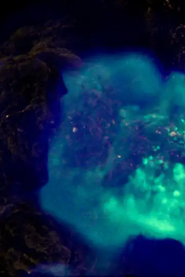 If a Tree Falls in a Forest