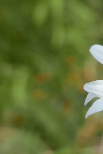 Ensaio Sobre a Besteira