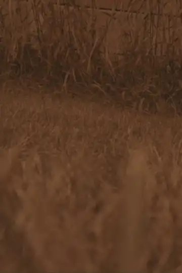 In a Parallel Universe