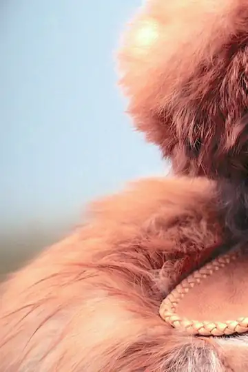 Pituamkek: A Mi'kmaq Heritage Landscape