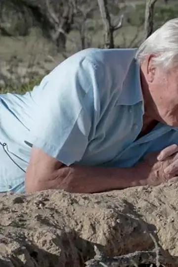 Meerkat: A Dynasties Special