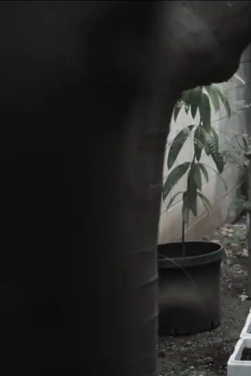 Brown Bodies in a Far Sea