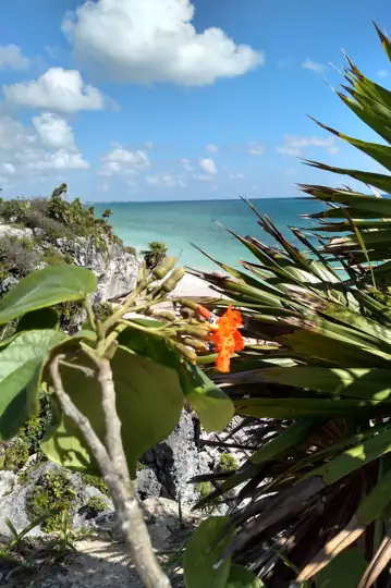 Desperation or: How I Learned to Stop Worrying and Make a Stupid Movie with my Cell Phone in Mexico