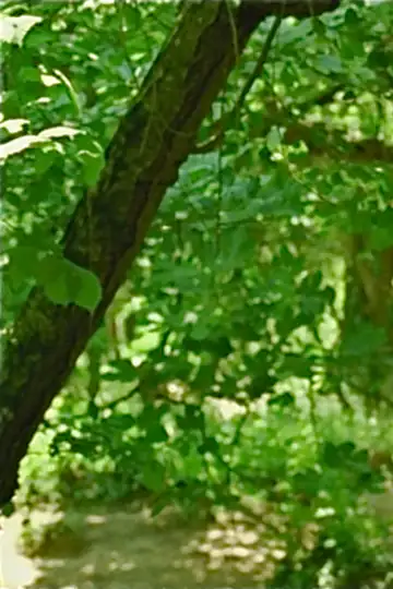 When the Bough Breaks