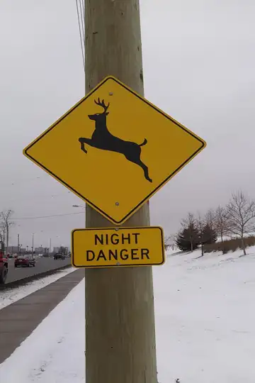 A Quiet Time Before Killing