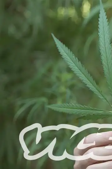 Kanabis izmedju bola i zakona