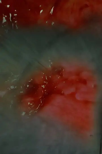 I Am He Who Created Himself