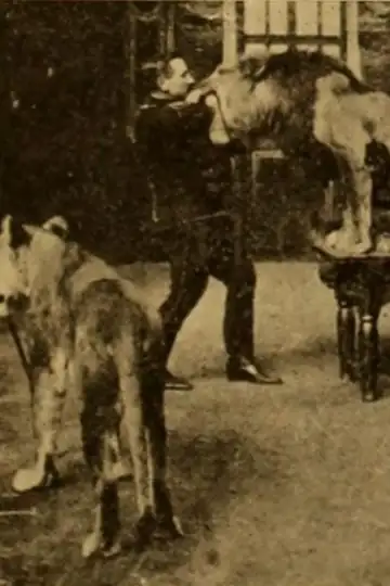 The Tamer Alfred Schneider and His Lions