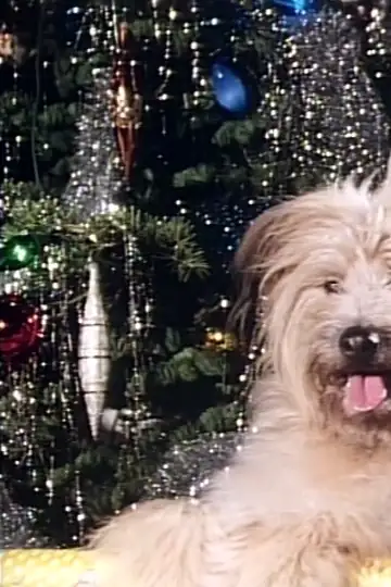 A Christmas for Boomer