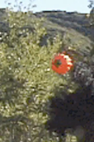 Looking for Poos: A Your Ass FIlm