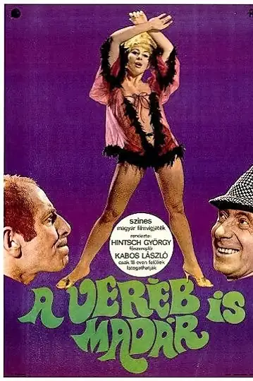 Gorriones también son aves