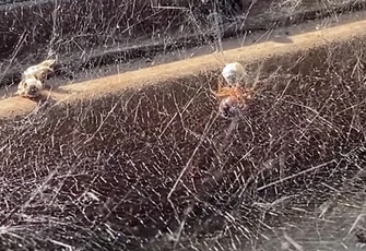 The Spider and the Bee