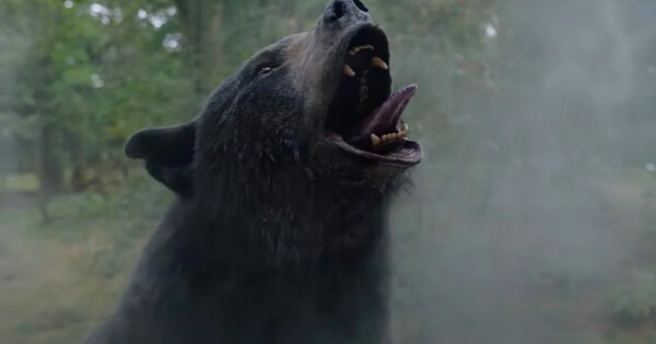 Oso intoxicado