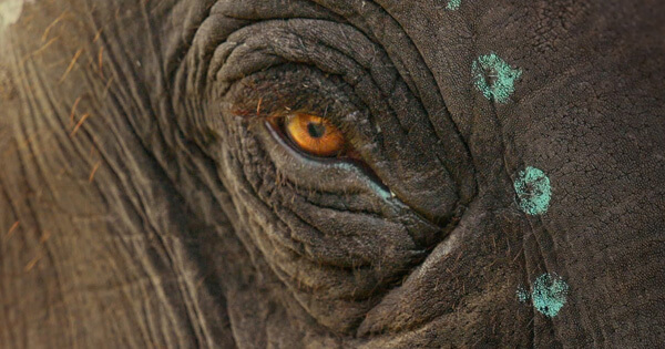 Nuestro bebé elefante
